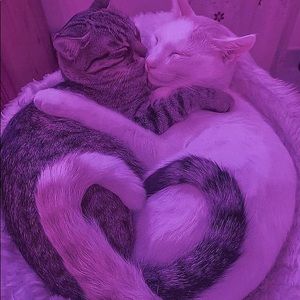 Meet your Posher, Lilah